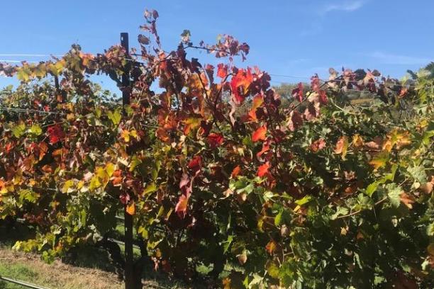 a tree in front of a flower