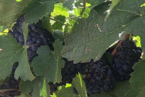 a close up of a tree