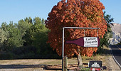 a sign in front of a tree