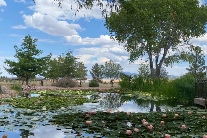 Pond with lily pads and pink flowers, surrounded by trees and grass under a blue sky with clouds.